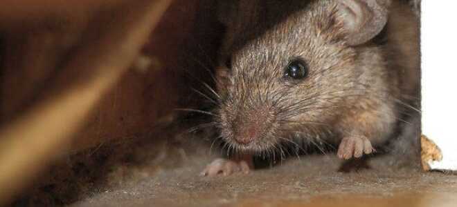 Как защитить монтажную пену от мышей: самые эффективные методы решения проблемы